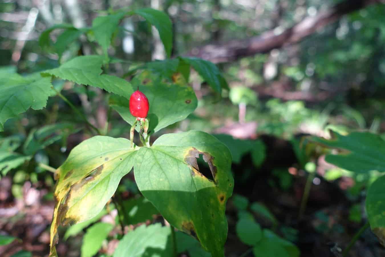 Thomas Divide Trail to Sunkota Ridge: Great Smoky Mountains National ...