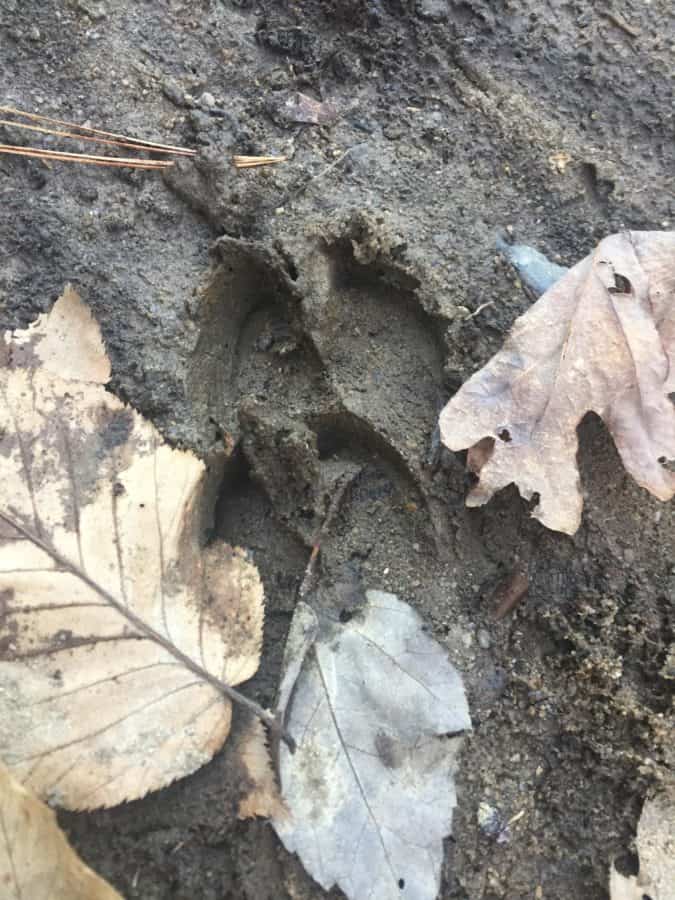 deer tracks