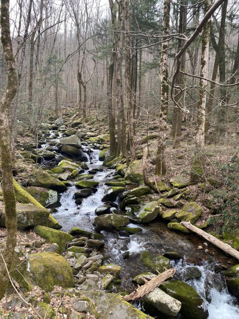 Appalachian Trail - Lower Mt. Cammerer - Low Gap Loop Hike - Nancy East